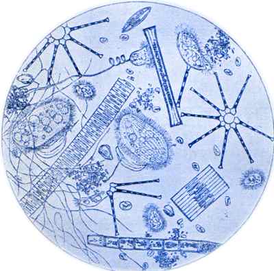 microbes de l'eau (1850)