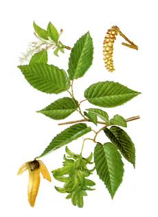 Charme (Carpinus betulus)