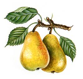 Pyrus communis