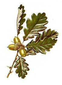 Chêne  (Quersus sessiliflora)